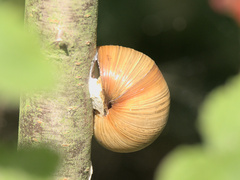 Helix pomatia