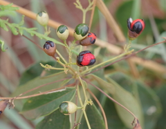 Clerodendrum formicarum