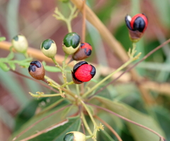 Clerodendrum formicarum