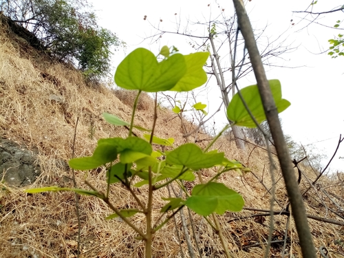 Image of Bauhinia aculeata by (c) Pier Luiggi Maquilón, some rights reserved (CC BY)