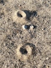 Acromyrmex versicolor