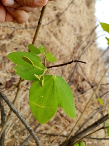 Image of Bauhinia aculeata by (c) Pier Luiggi Maquilón, some rights reserved (CC BY)