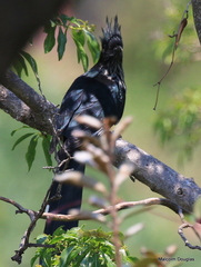 Clamator levaillantii