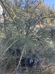 Parkinsonia microphylla