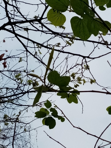 Image of Bauhinia aculeata by (c) Pier Luiggi Maquilón, some rights reserved (CC BY)