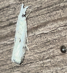 Microcrambus minor