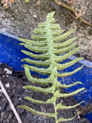 Blechnum hastatum