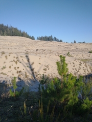 Pinus contorta contorta