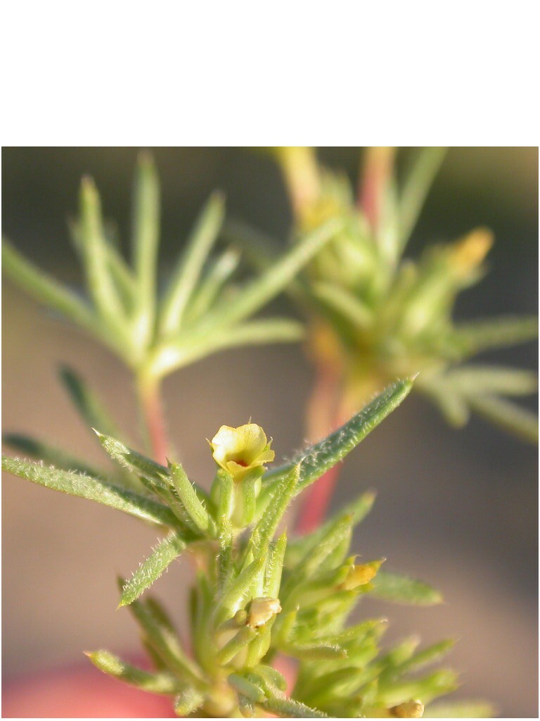 Linanthus arenicola