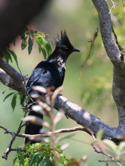 Clamator levaillantii