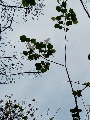 Image of Bauhinia aculeata by (c) Pier Luiggi Maquilón, some rights reserved (CC BY)