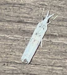 Microcrambus minor