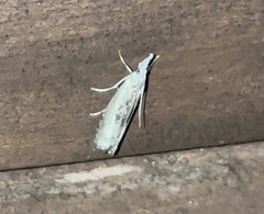 Microcrambus minor
