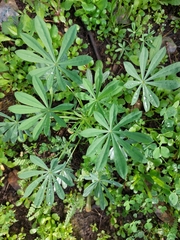 Lupinus luteus