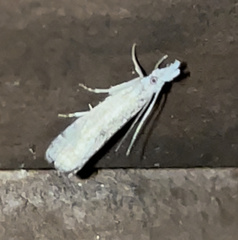 Microcrambus minor