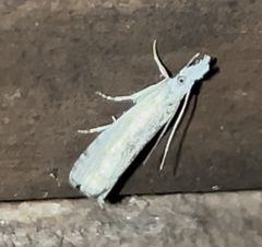 Microcrambus minor