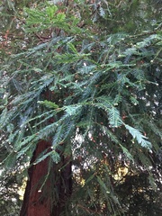 Sequoia sempervirens