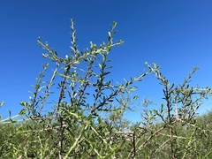 Prunus fasciculata