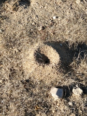 Acromyrmex versicolor