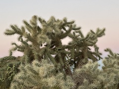 Campylorhynchus brunneicapillus