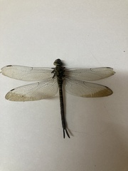 Rhionaeschna psilus
