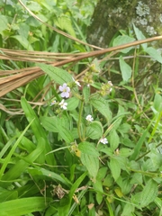 Melastomeae