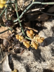 Ephedra foeminea