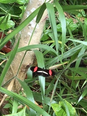 Heliconius