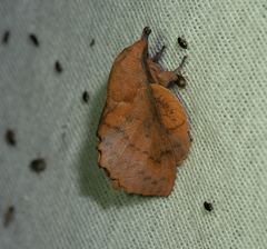 Gastropacha quercifolia