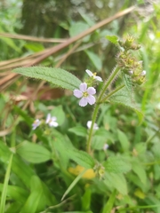 Melastomeae