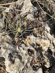 Ephedra foeminea