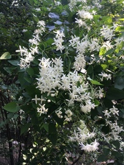 Clematis terniflora