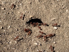 Pogonomyrmex californicus