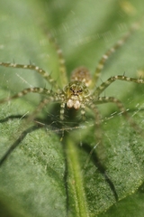 Thaumasia