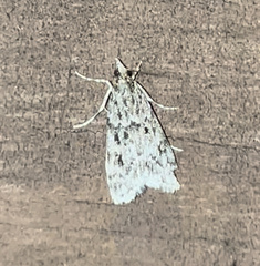 Eudonia heterosalis