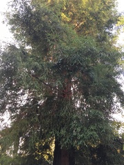 Sequoia sempervirens