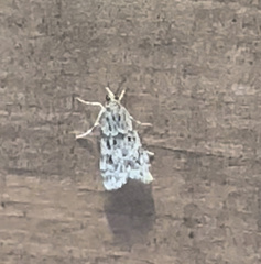 Eudonia heterosalis