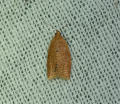 Clepsis consimilana