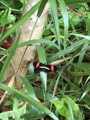 Heliconius