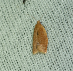 Clepsis consimilana