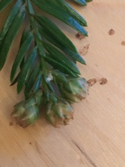 Sequoia sempervirens