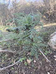 Scrophularia rubricaulis