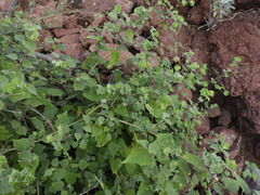 Abutilon abutiloides