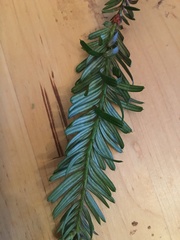 Sequoia sempervirens