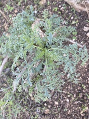 Scrophularia rubricaulis