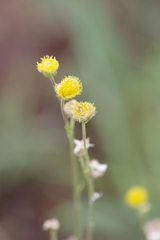 Asteraceae