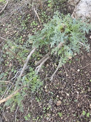 Scrophularia rubricaulis