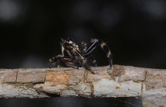 Sandalodes bipenicillatus