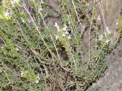 Thymus piperella
