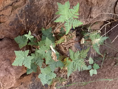 Notholaena standleyi